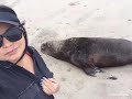 Animales muertos encontrados en las playas entre Perú y Ecuador