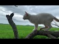 BEST Original Video And Sound The Natural life of a kitten 🐈 2024!! New Video