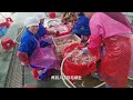 Millions of Pigeons Farming For Meat in China 🕊️ - Pigeon Meat Processing in Factory