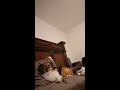 My dog likes me to sing to him. :D