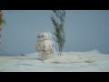 Under The Winter Sun | Award Winning Stop-motion Animated Short Film