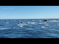 Hundreds of Dolphins Stampede Near Dana Point, California | Capt. Dave's Whale Watching