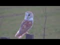 Barn Owl filmed through windscreen.