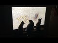 Cats watch California Quails