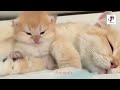 Mother Cat and Cute Kittens - Best Family Cats Comilation 2018