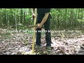 Secrets To Creating A Bow From A Green Tree In Four Days ~ Day One