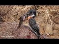 Kruger National Park | BIRDS of Kruger 2023