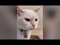 Hilarious Cat Antics That Will Make You LOL! 😹😍 Daily FUNNY memes Part 15