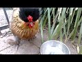 funny chicken 2