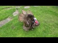 Attack turkey