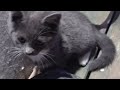 tiny grey kitten