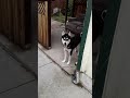 My Husky is very confused.