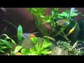 55 gallon beautifully balanced planted aquarium! angelfish, rainbowfish, apistogramma fire gold,more