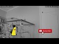 Bird Companion Playtime: our favourite Games #cockatiel #birb  #spycamera