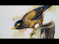 How to paint Birds in WATERCOLOUR : Common Myna