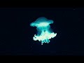 Bioluminescence: Nature's Deep Ocean Light Show - Part 2