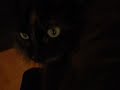 Bella cat responds to amazing grace song