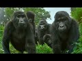 Robot spy gorilla infiltrates a wild gorilla troop 🕵️🦍 | Spy In The Wild - BBC
