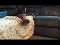 Eevee in a very crazy mood (MUST WATCH  CAUTION TOO CUTE!)
