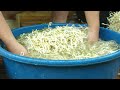 How To Make Bean Sprouts Is Simple - Harvest Bean Sprouts And Bring hem To The Market To Sell