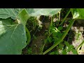 Giant Pumpkin Stem & Vine Splits