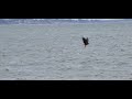 Bald Eagle catches a fish at New Brighton Beach in Capitola
