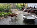 Guilty Dog and cat is so funny 🤣 Try Not to Laugh 🐶 2024