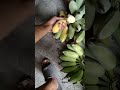 Harvesting Saging