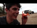 REAL SCORPION vs. HexBug SCORPION!