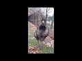 Angry Emu