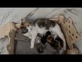 A kitten asks for help from her dead brother next to her.