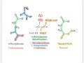 CHEM320 Ch17 B Reactions of Citric Acid Cycle 201