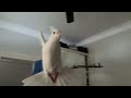 Dove flying slow motion