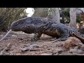 African Safari 4K - Amazing Wildlife of African Savanna | Scenic Relaxation Film