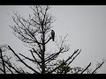 20130519-himalayan-cuckoo