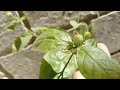 mogra plant care