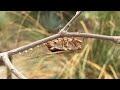 Desert Cicada Laying Eggs