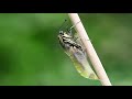 METAMORPHOSIS Swallowtail butterfly lifecycle