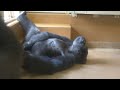 Gorilla Mom & Daughter Enjoy the Peace & Quiet | The Shabani's Group