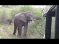 Thula Thula   Elephant charge