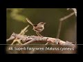 50 Australian Birds — Birds of Australia