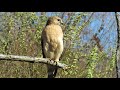 Red Tailed Hawk