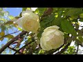 English Rose Garden Walk Around | Garden Tour | David Austin Roses | Heather | Gladioli | Tomatoes