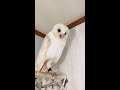 White Barn owl🦉 | Mysterious voice of a yawning.