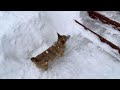 Corgi Puppy and Deep Snow