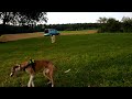 Ayu and Chico having fun (Akita Inu and Whippet, both 6 months old)