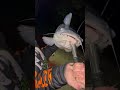 CAUGHT BY THE RIVERRAT!!! #fishing #viral #trending #youtubeshorts #shortvideo #shorts