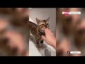 MOMEN KETIKA KUCING BISA NGOMONG SUARANYA LUCU BANGET ~ Kucing Lucu Bikin Ngakak