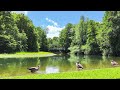 Ducky Pond - Relaxation Film - Peaceful Relaxing - Nature Video FullHD