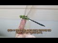 The Process Of Making Friends With a Emperor Dragonfly